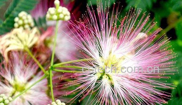 合欢花到底怎么养 合欢花的养殖方法和注意事项-1