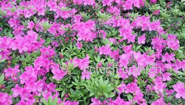 紫花杜鹃的功效与作用及禁忌-1