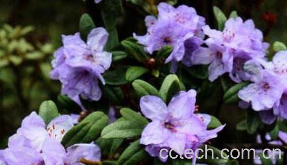 紫花杜鹃的功效与作用及禁忌-0