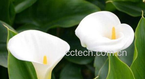 海芋花的功效与作用 海芋花有什么颜色-1