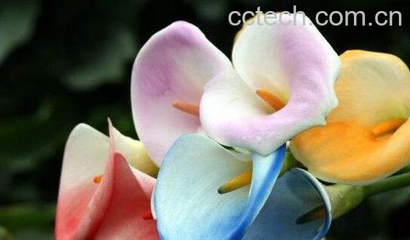 海芋花的功效与作用 海芋花有什么颜色-0