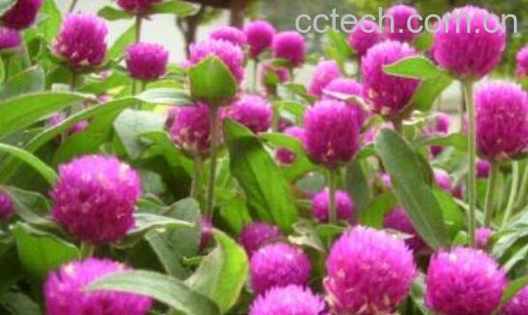  千日红种子的种植方法 千日红种子的播种方法-1