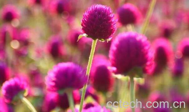  千日红种子的种植方法 千日红种子的播种方法-0