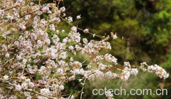 野桃花的作用与功效-1