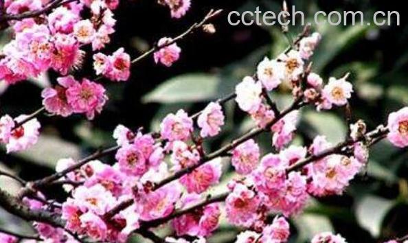 野桃花的作用与功效-0