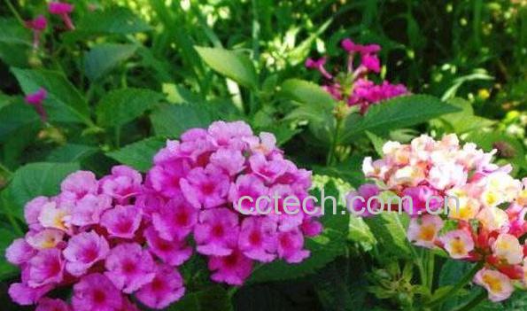 马缨丹花的功效与作用-0