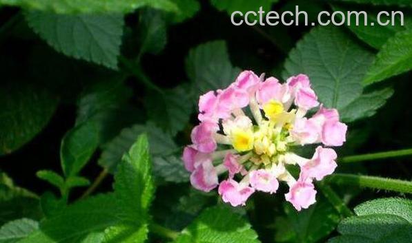 马缨丹花的功效与作用-1