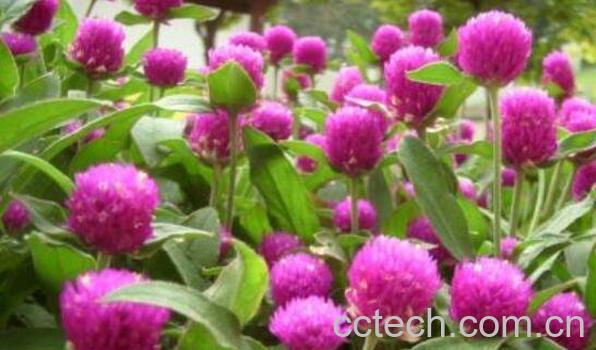 千日红如何播种 千日红怎样育苗-1