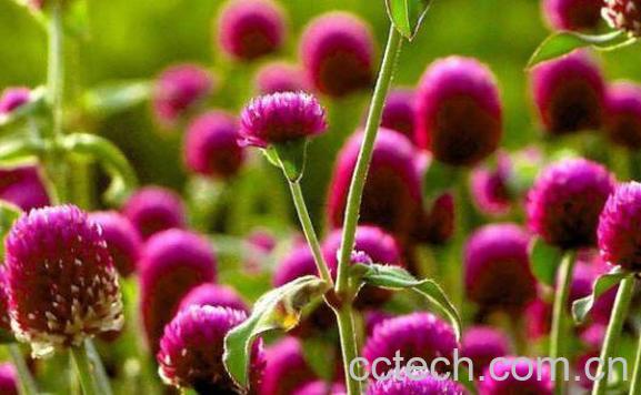 千日红如何播种 千日红怎样育苗-0