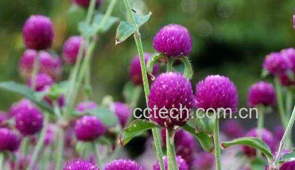 千日紫怎么养 千日紫的养殖方法与注意事项-0