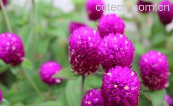 千日紫怎么养 千日紫的养殖方法与注意事项-1