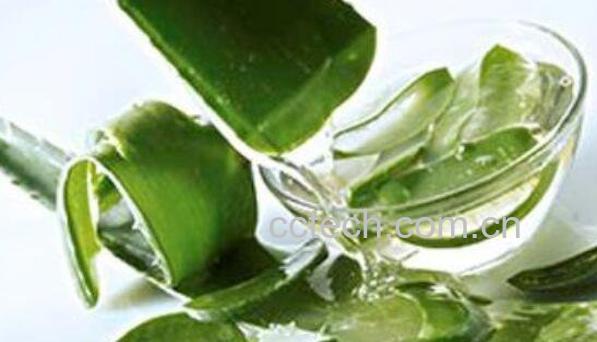 新鲜芦荟怎么煮水 怎样自制芦荟水-1