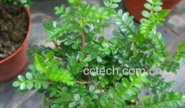 胡椒木如何养殖 胡椒木养殖方法-0