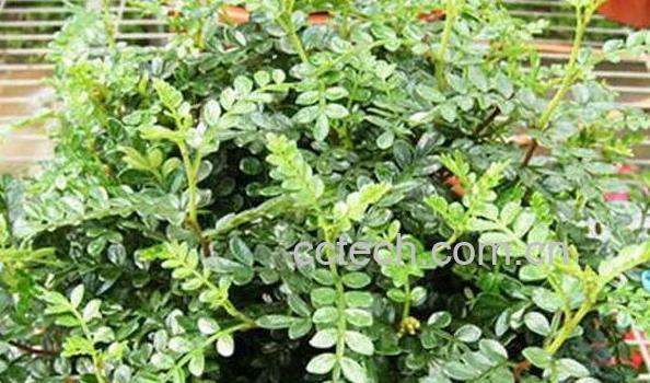 胡椒木和清香木的区别 清香木的功效-0