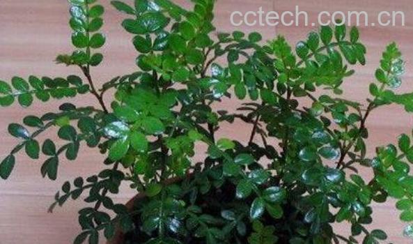 胡椒木如何养殖 胡椒木养殖方法-1