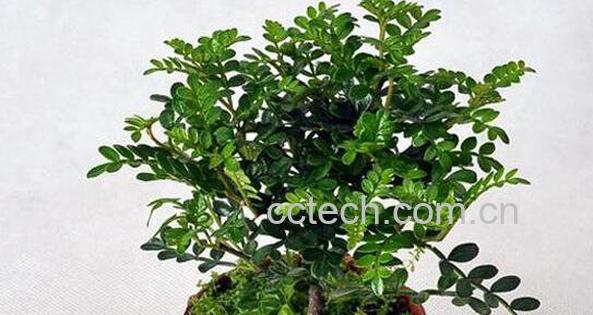 胡椒木和清香木的区别 胡椒木的功效-0