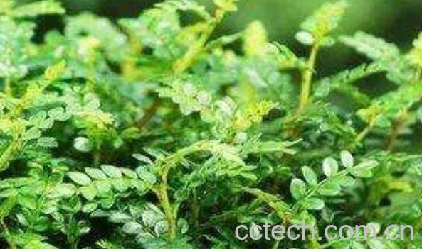 胡椒木和清香木的区别 清香木的功效-1