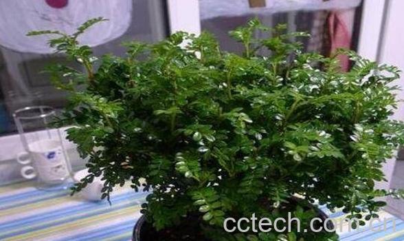 胡椒木和清香木的区别 胡椒木的功效-1