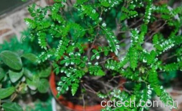 清香木如何养殖 养殖青香木的注意事项-1