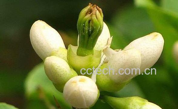 佛手花的功效与作用 佛手花怎么吃-0