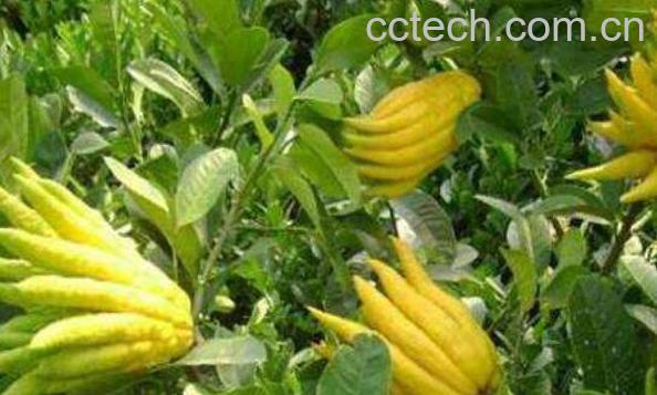 佛手花的功效与作用 佛手花怎么吃-1