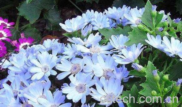 瓜叶菊怎么养 养殖瓜叶菊的注意事项-0