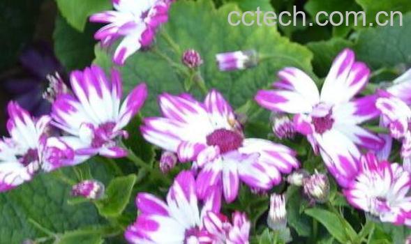 瓜叶菊怎么养 养殖瓜叶菊的注意事项-1