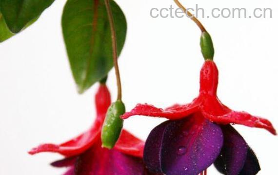 灯笼花的功效与作用 灯笼花泡水的功效-0