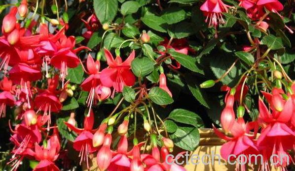 灯笼花的功效与作用 灯笼花泡水的功效-1