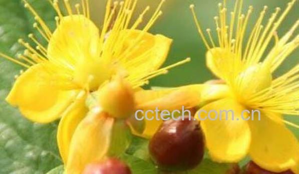 金丝梅的功效与作用 金丝梅的腌制方法-0