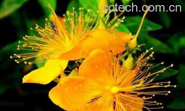 金丝梅和金丝桃的区别-0