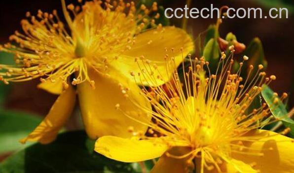 金丝梅的功效与作用 金丝梅的腌制方法-1