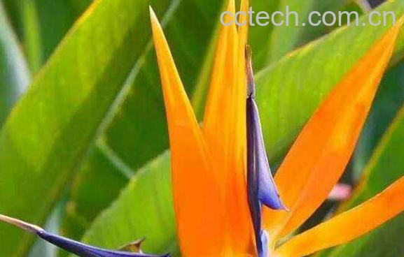 鹤望兰的养殖方法和注意事项-0