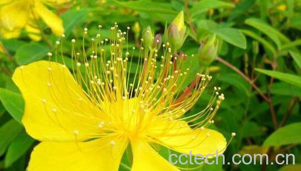 金丝梅和金丝桃的区别-1