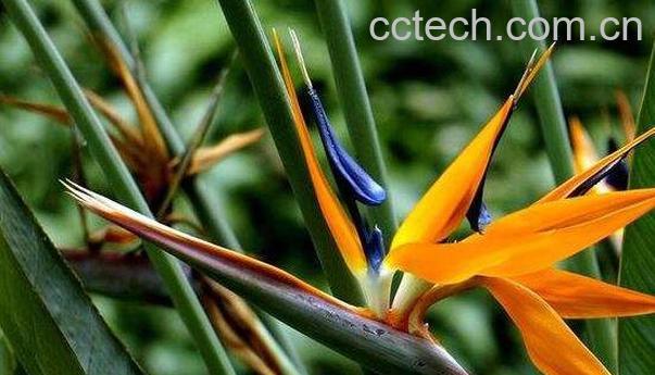 鹤望兰的养殖方法和注意事项-1