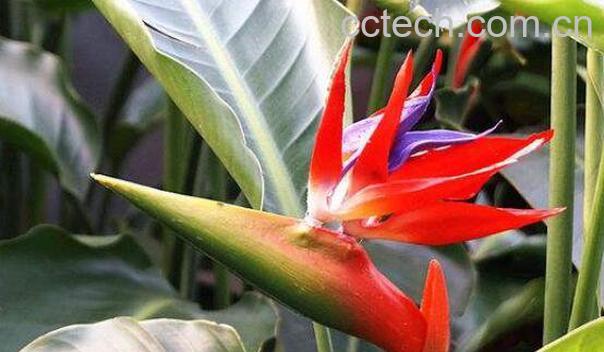 鹤望兰什么时候开花 鹤望兰怎么修剪-0