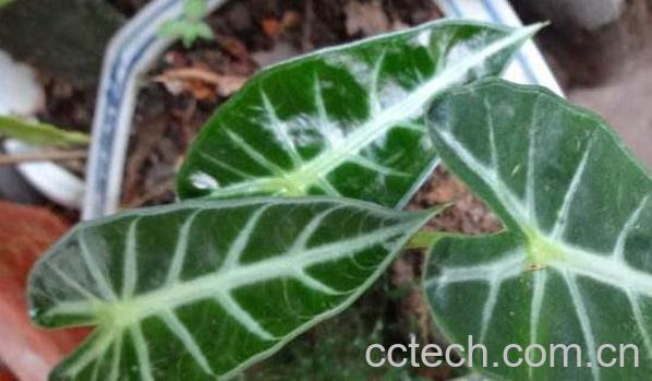 箭叶海芋怎么养 剑叶海芋如何管理-0