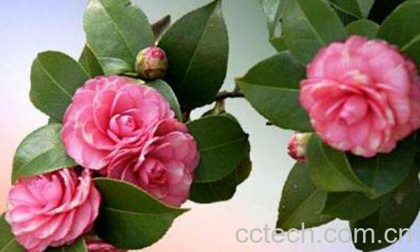 山茶花如何养殖 山茶花的养殖方法和注意事项-1