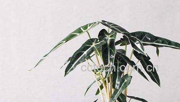 箭叶海芋怎么养 剑叶海芋如何管理-1