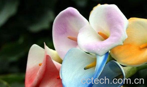 海芋花有毒吗 海芋花的养殖方法和注意事项-0