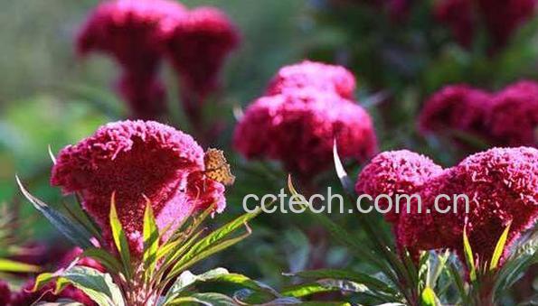 鸡冠花的功效与作用 鸡冠花的禁忌-0