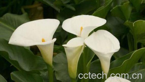 海芋花有毒吗 海芋花的养殖方法和注意事项-1