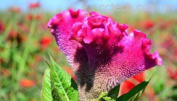 鸡冠花的功效与作用 鸡冠花的禁忌-1