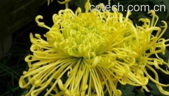 菊花的功效与作用 吃菊花的好处-0