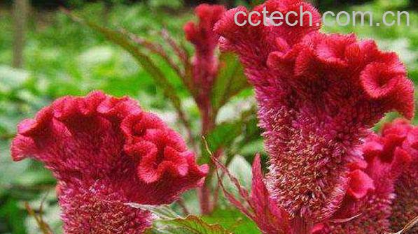 鸡冠花怎么吃 鸡冠花的食用方法-1