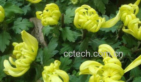 菊花的功效与作用 吃菊花的好处-1