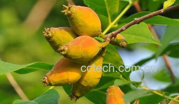 腊梅果可以种吗 腊梅种子的种植方法-0