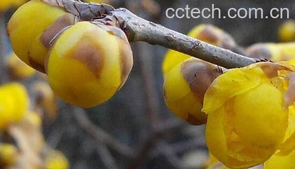 腊梅花如何保存 腊梅花的保存方法和教程-1