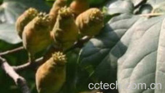 腊梅果可以种吗 腊梅种子的种植方法-1