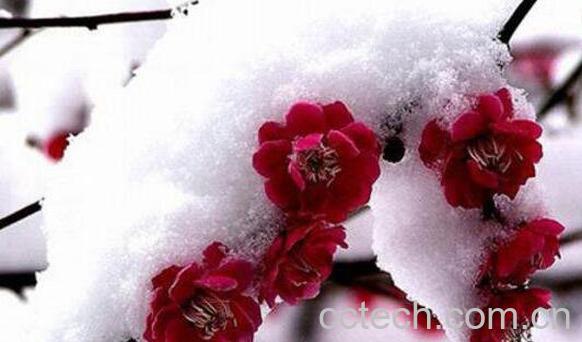 腊梅油的用途有哪些 腊梅油的药用价值-1